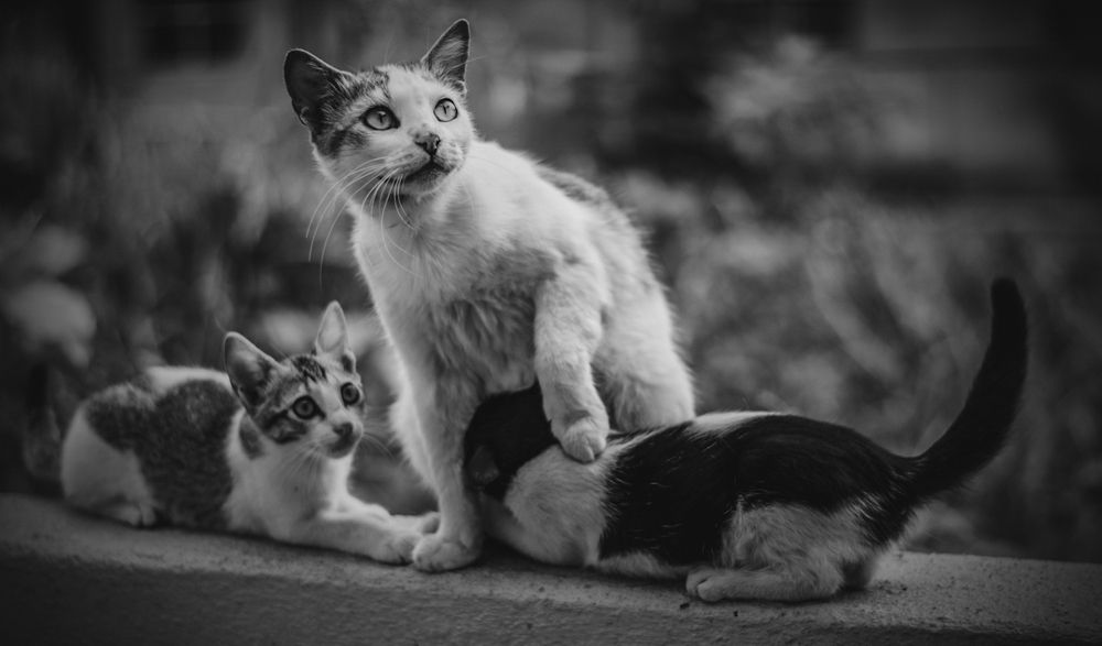 Photograph by Soumyabrata Sau