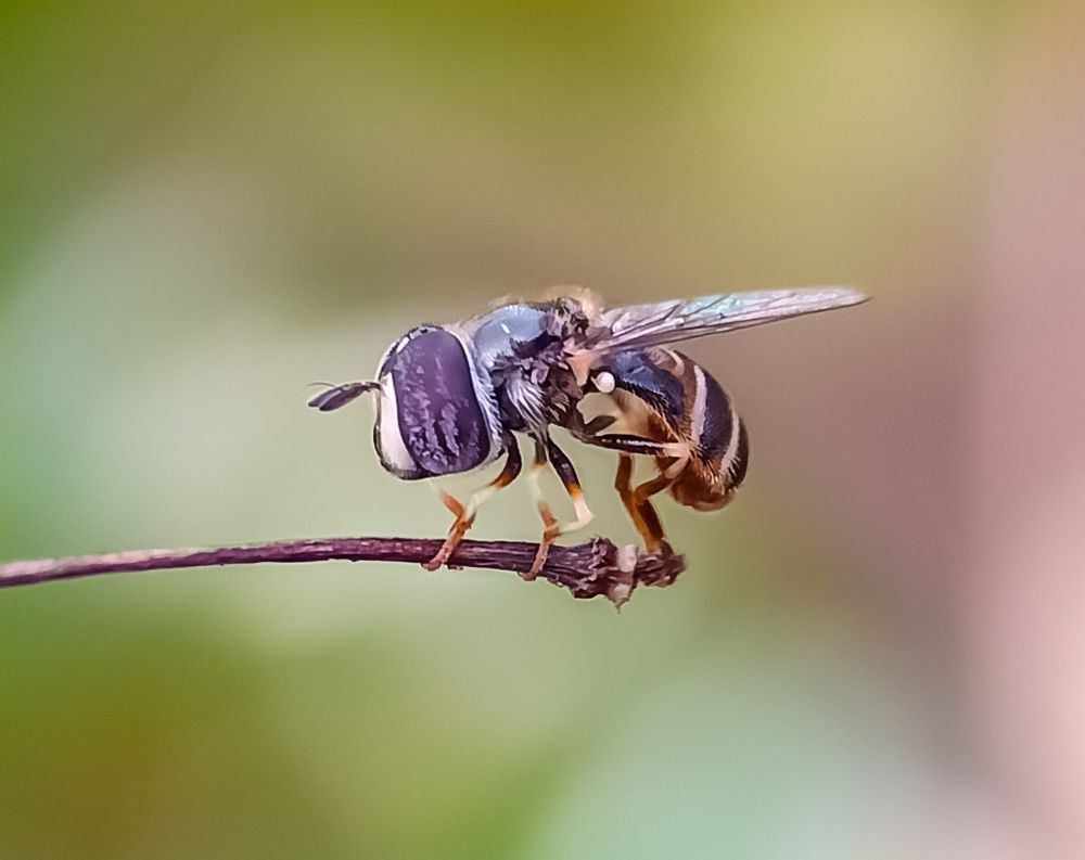 Hoverfly at rest