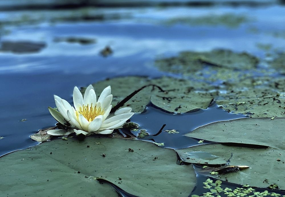 Photograph by Елена Гарибян