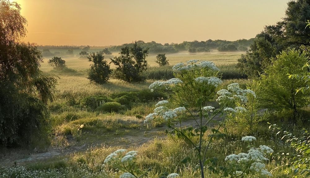 Рассвет в лугах