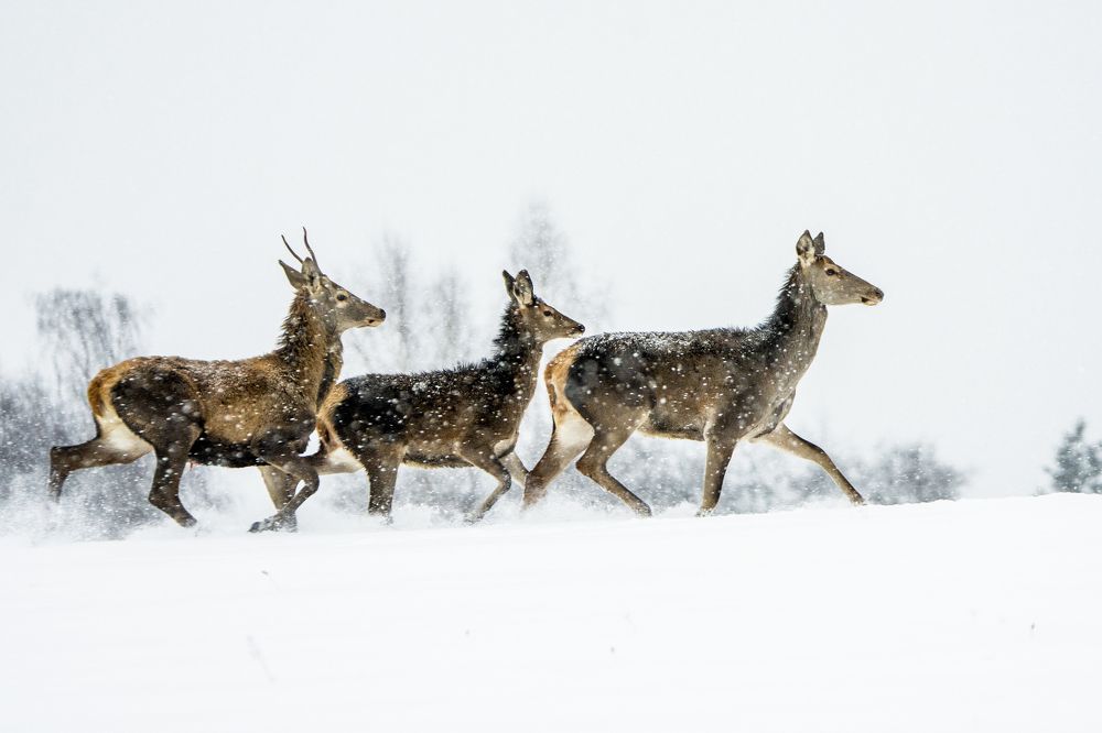 Photograph by Adrian Czech