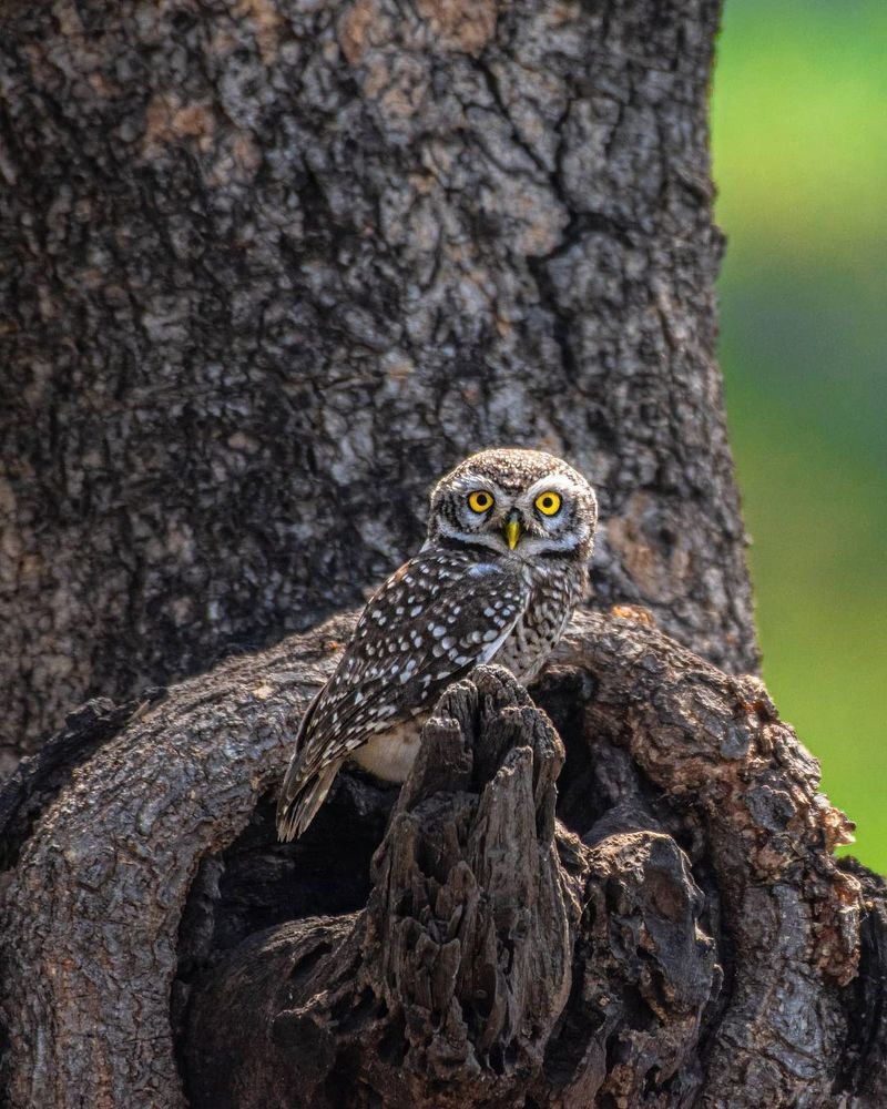 Photograph by Hemant Rathava