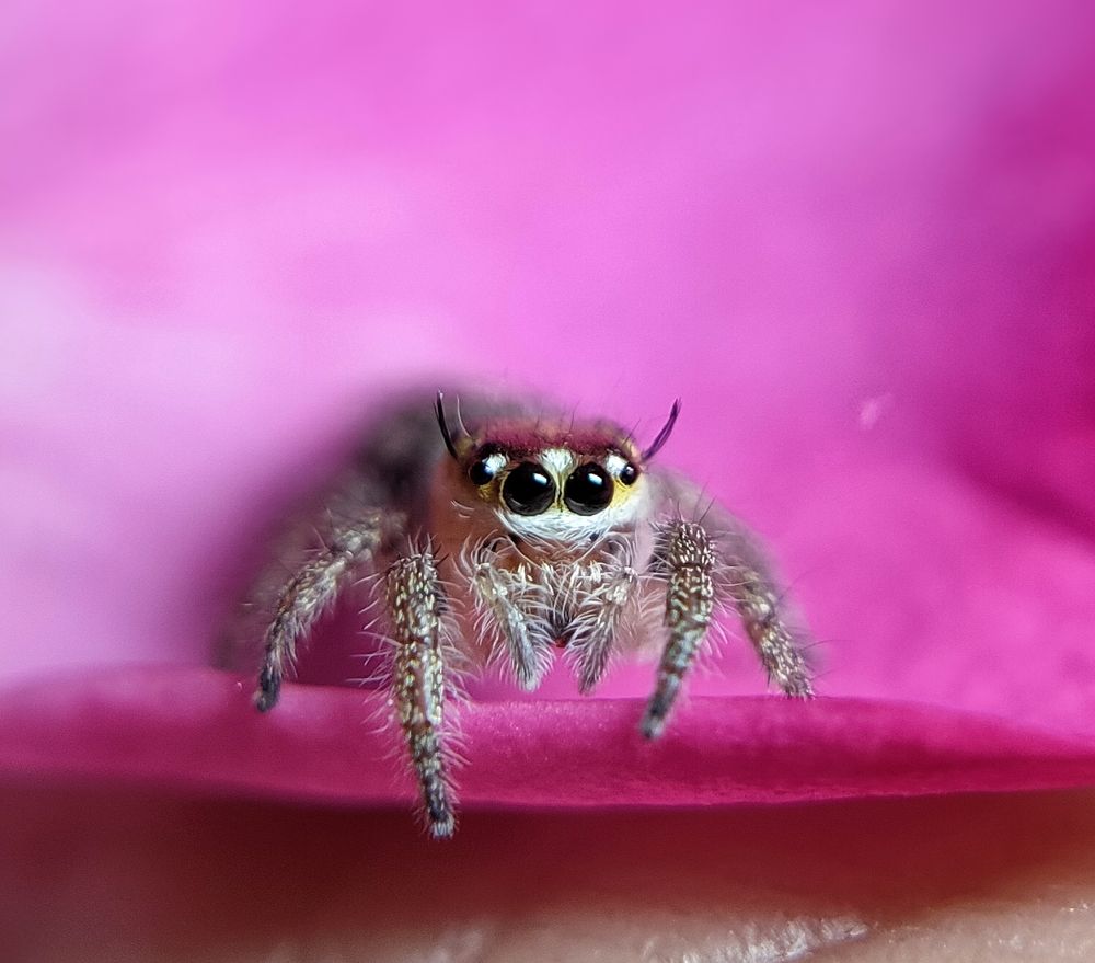 Macro shot of jumping spider