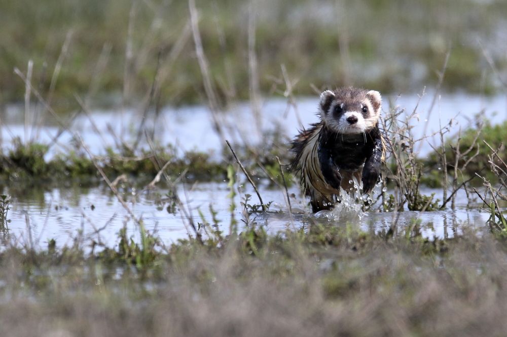 Photograph by doru spac