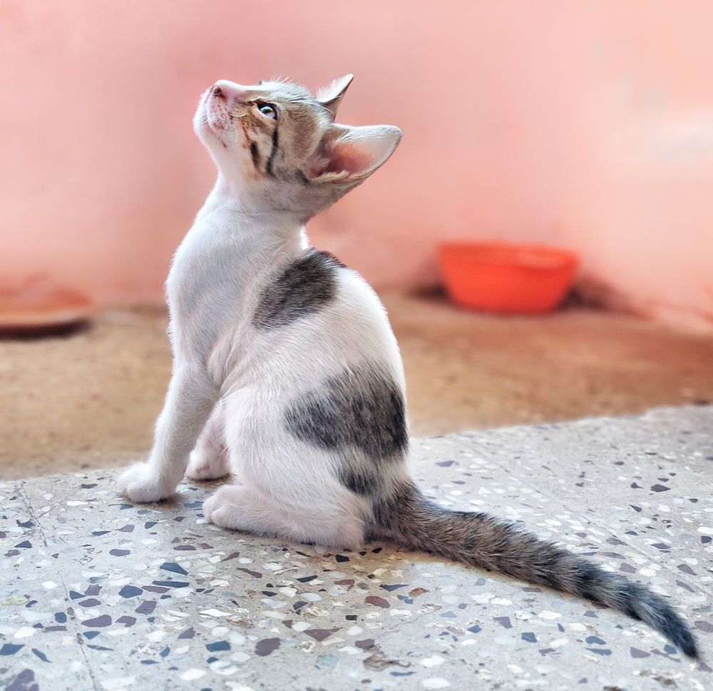 One and half month old kitten