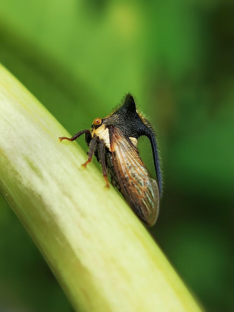 Horned tree hopper