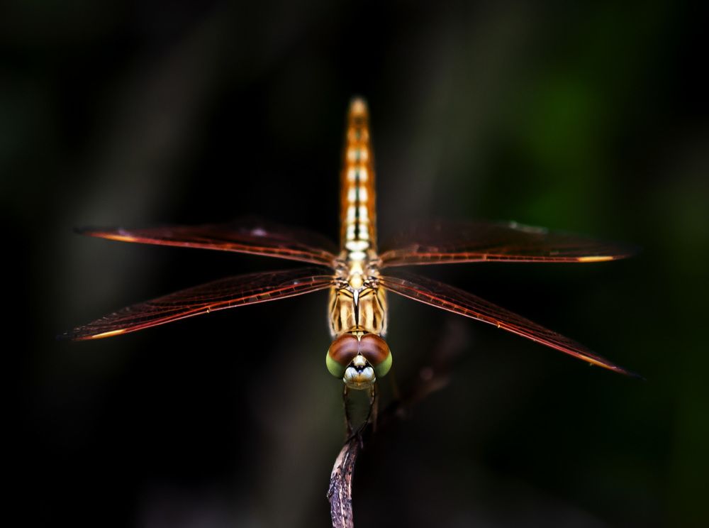 Symmetry and Balance