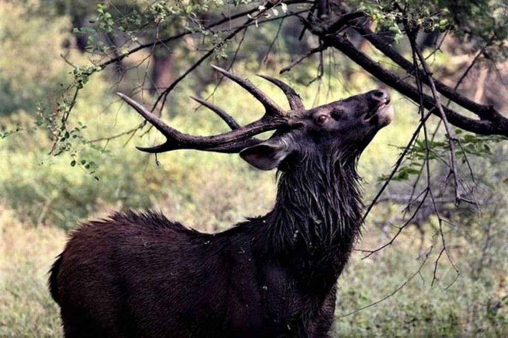 Photograph by Omkar Deshpande