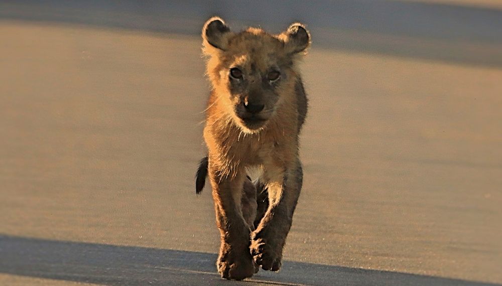 Photograph by Jacques Nel