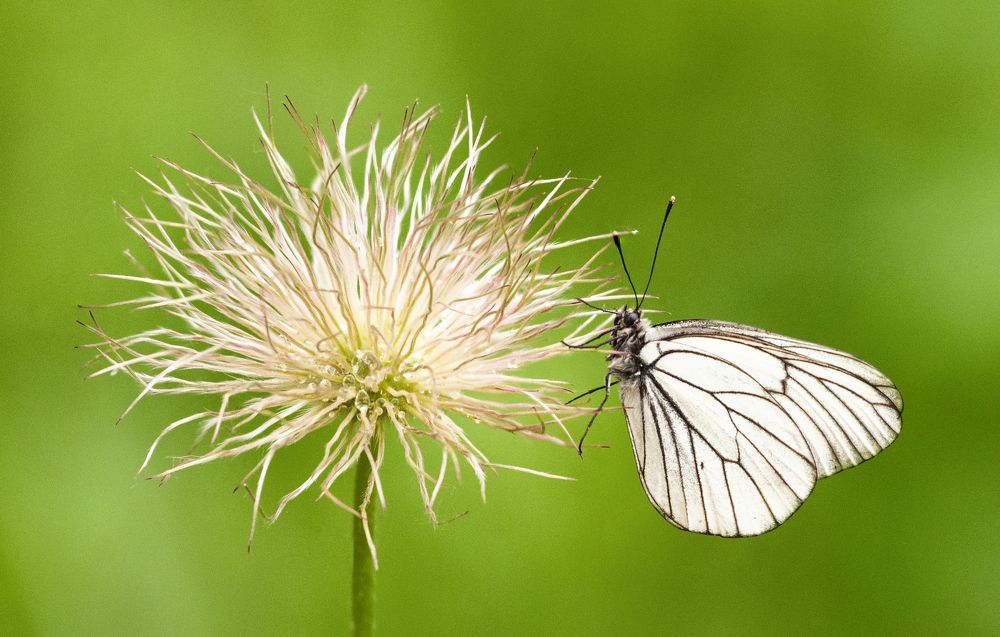 Photograph by Сергей Балухта