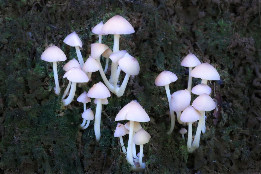 Photograph by Lim Ping seng