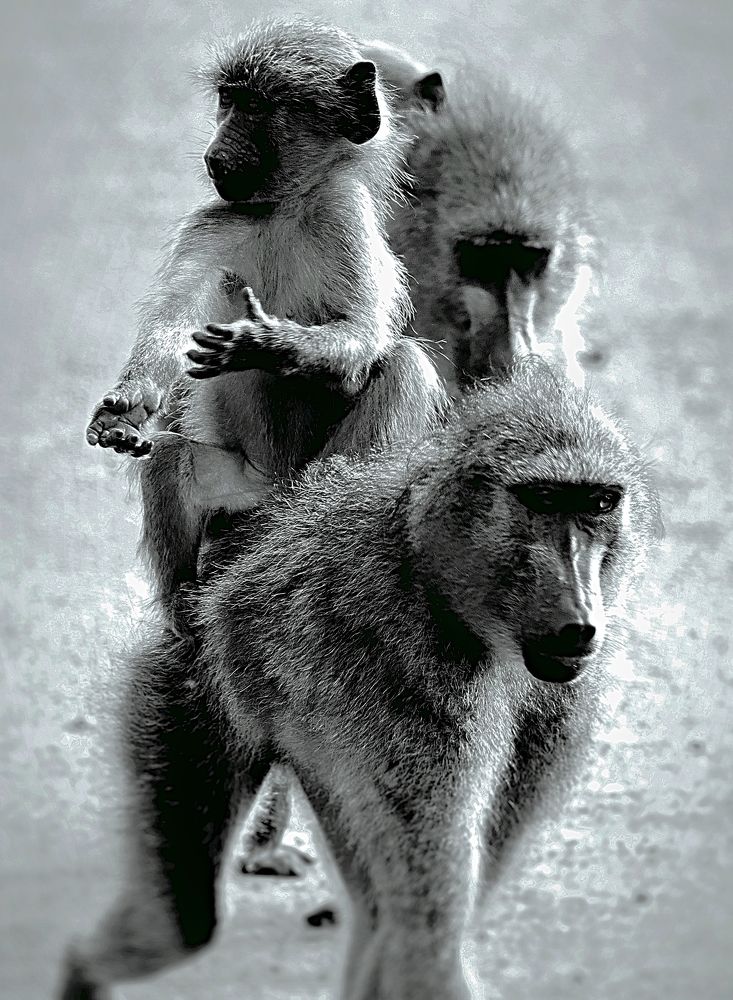 Black and white beauty