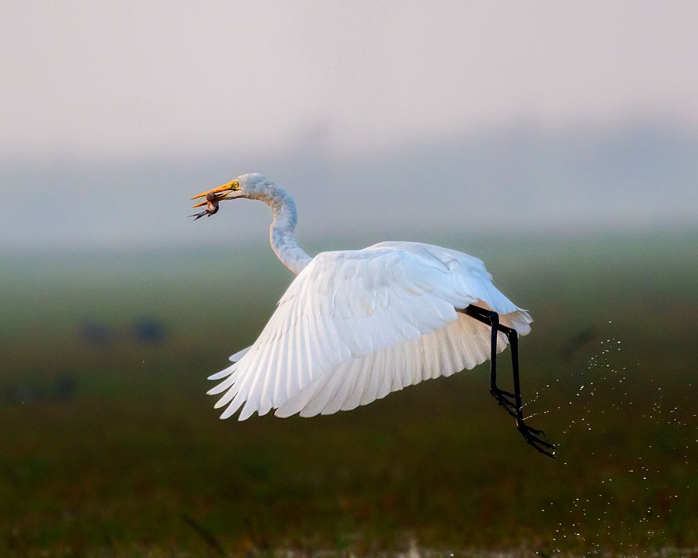 White conch in the sky