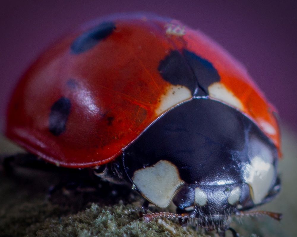 Photograph by Сергей Маркелов