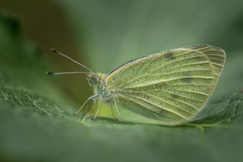 Photograph by Ольга Рагинская