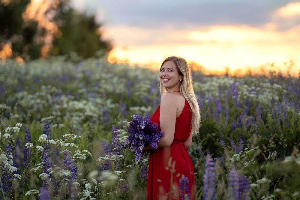 Люпиновое поле на закате