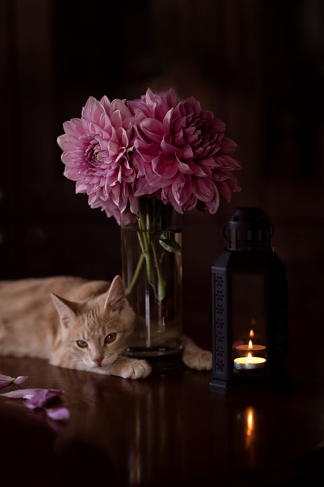 Кузьмич с георгинами