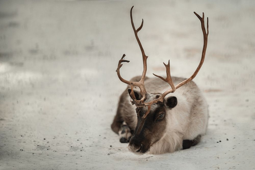 Оленья грусть