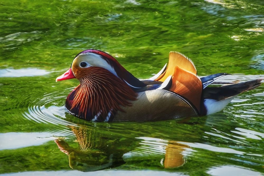 Photo #6239500