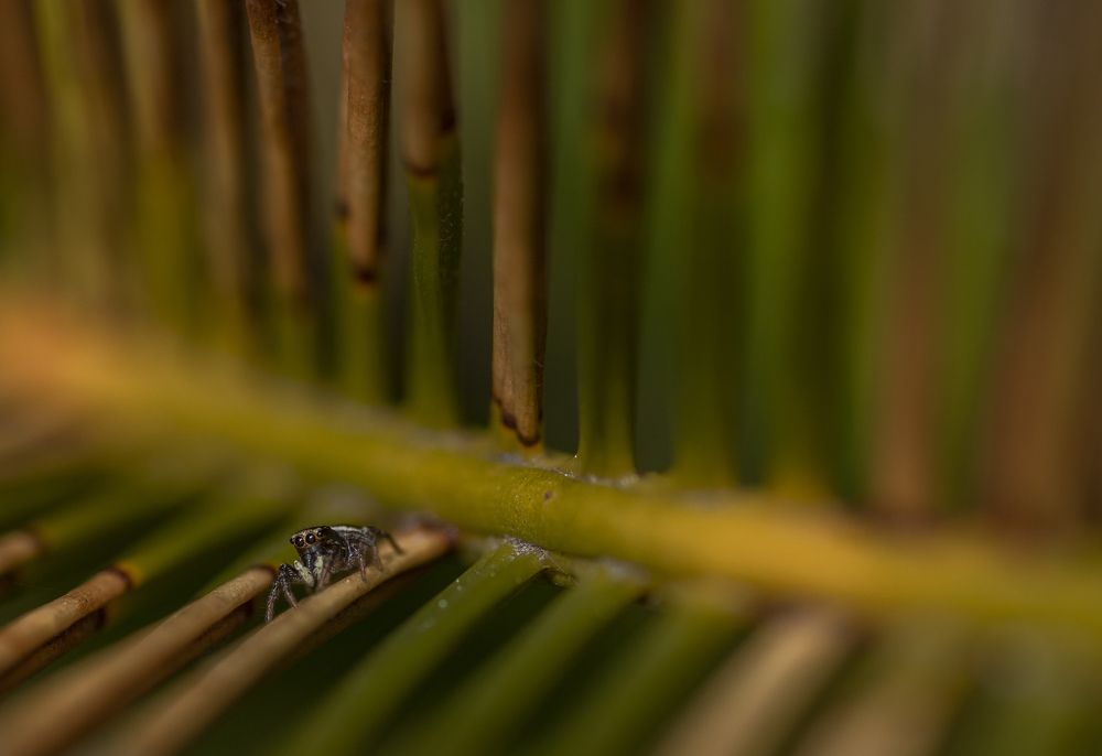 Jumping spider on cycad