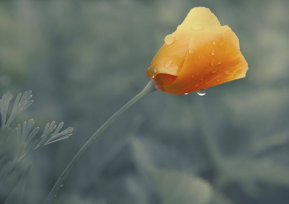 Фотография автора Юлия Капустинская