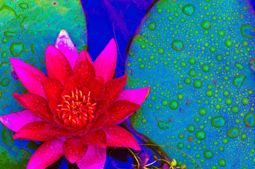 Water lilies, leaves and drops