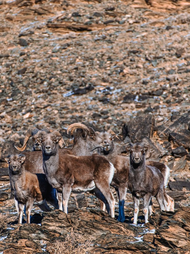 Photograph by Пүрэвсүрэн Отгонбаатар