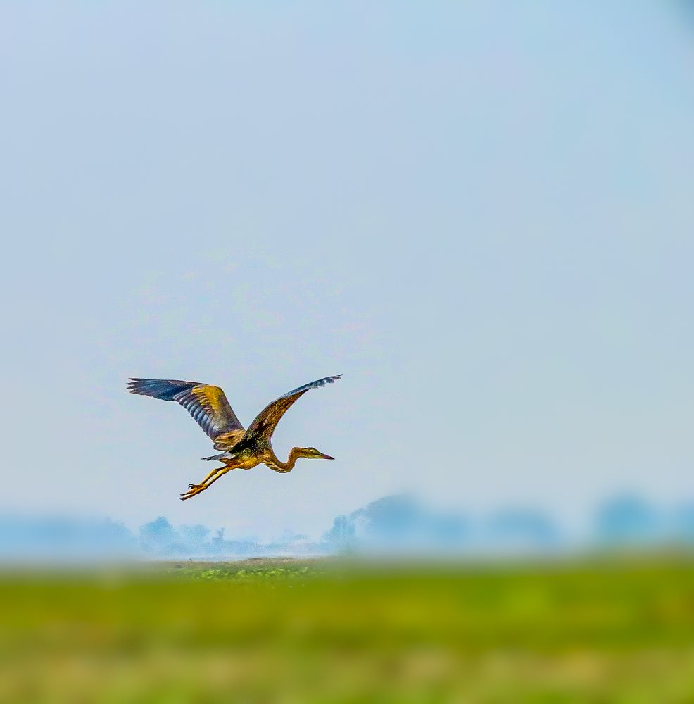 Photograph by Susmita Paul