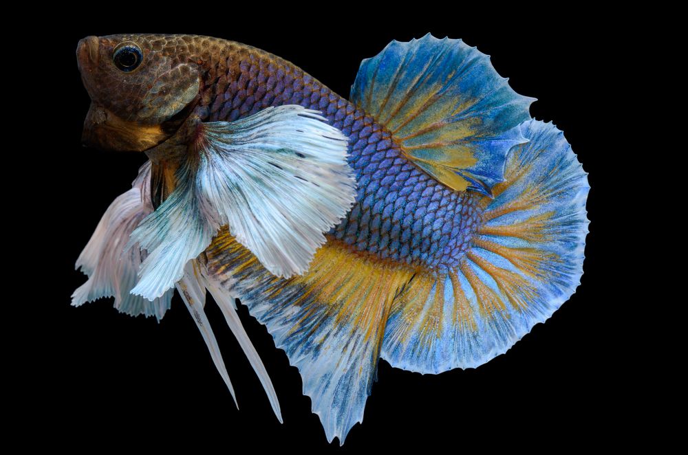 Halfmoon Plakat Dumbo Betta