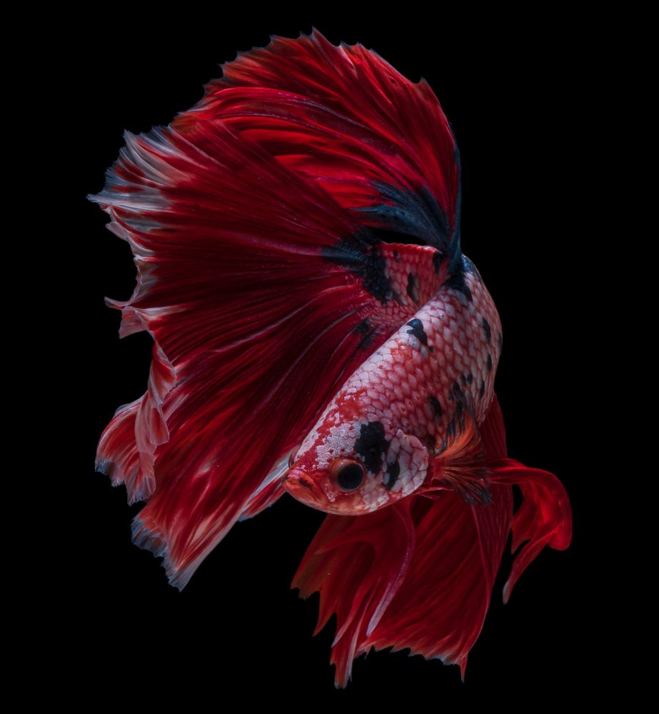 Halfmoon Betta Fancy