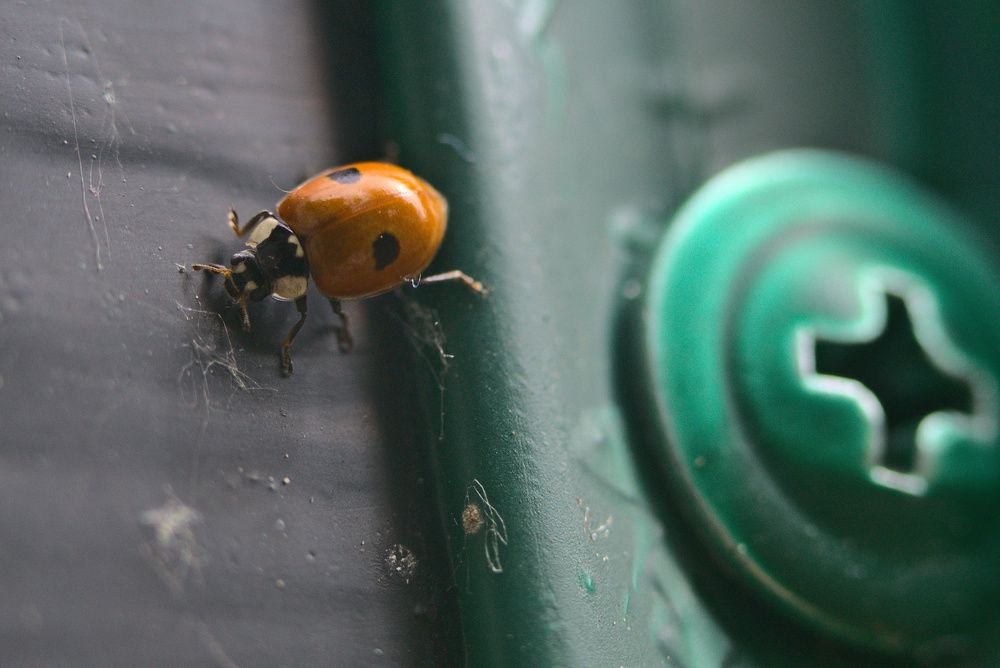 Photograph by Олег Каракин