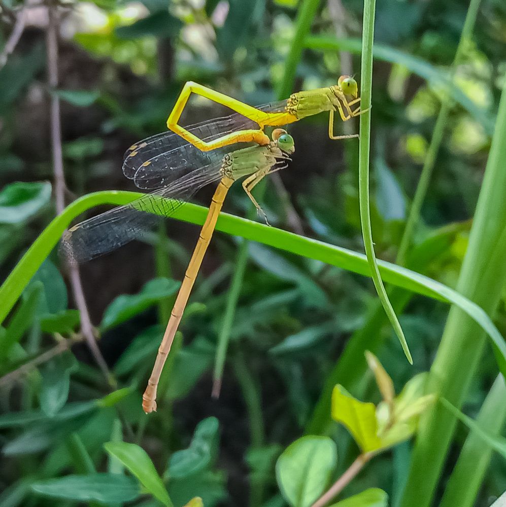 Photograph by Souvik Bhattacharyya