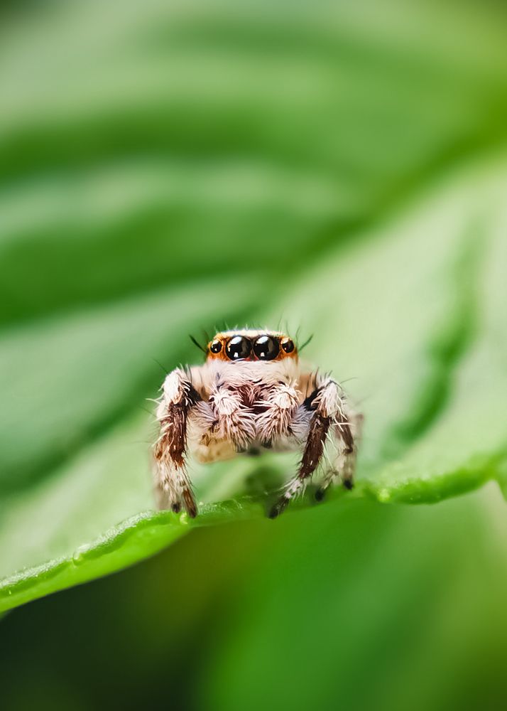 Photograph by Ahmad Shihab