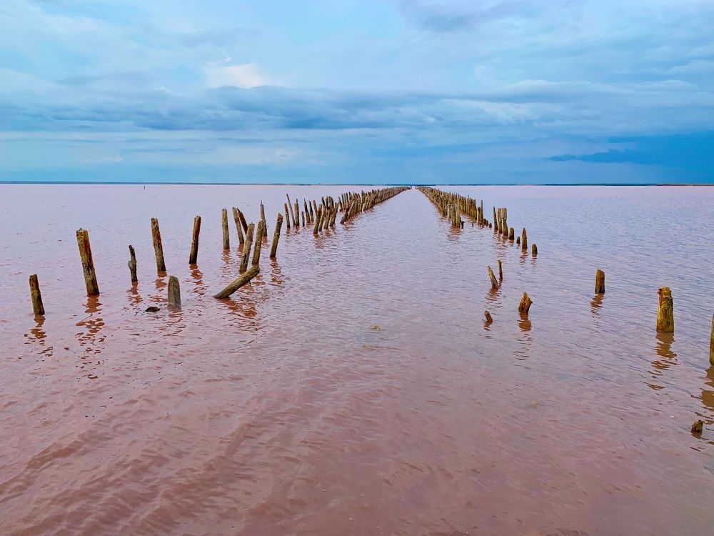 На розовом озере Сасык-сиваш