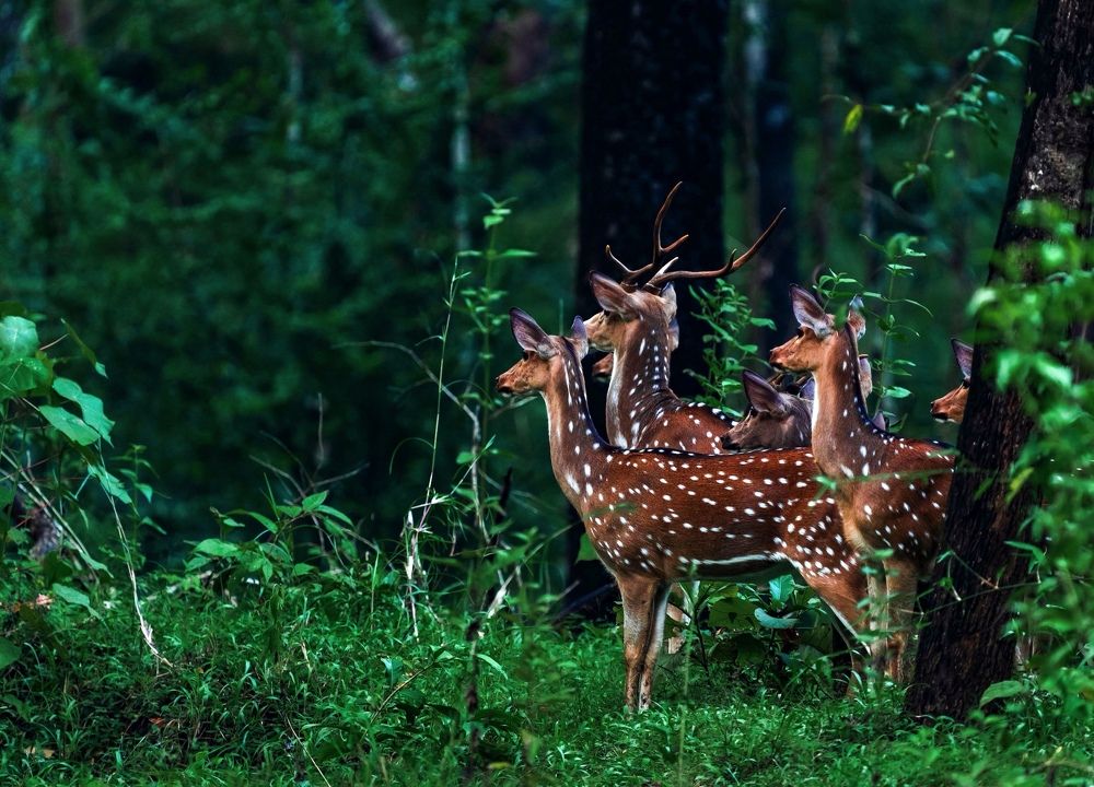 Photograph by Abhijit Adagule
