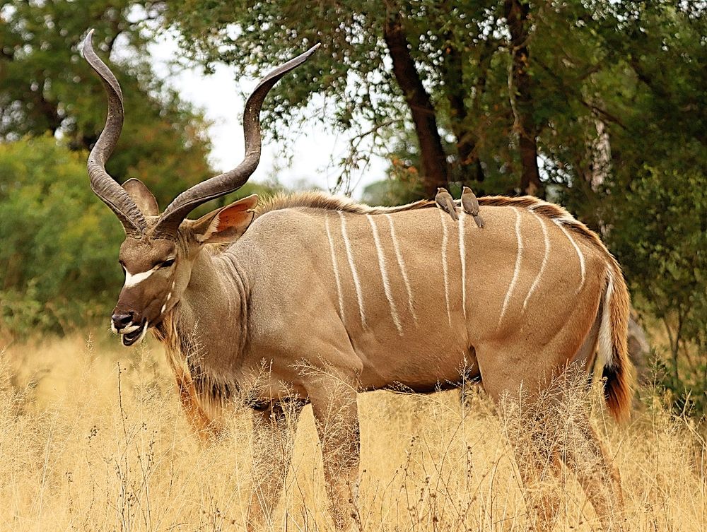 Фотография автора Jacques Nel