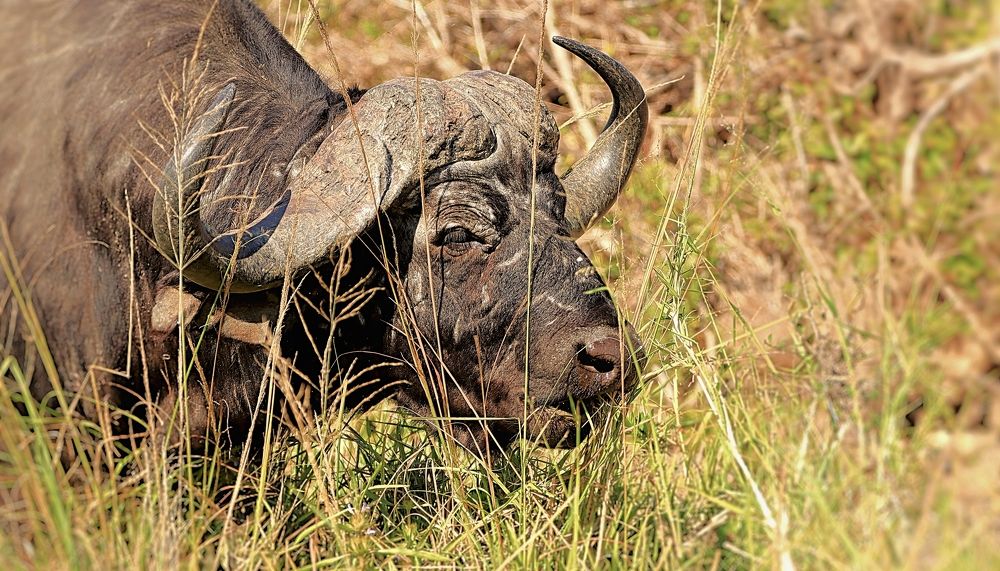 Photograph by Jacques Nel