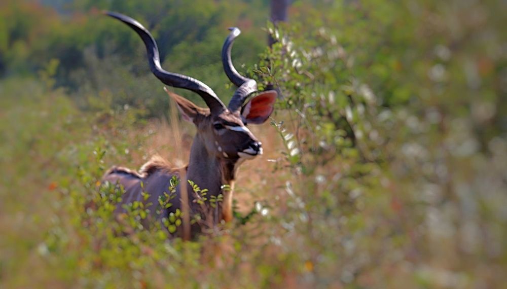 Photograph by Jacques Nel