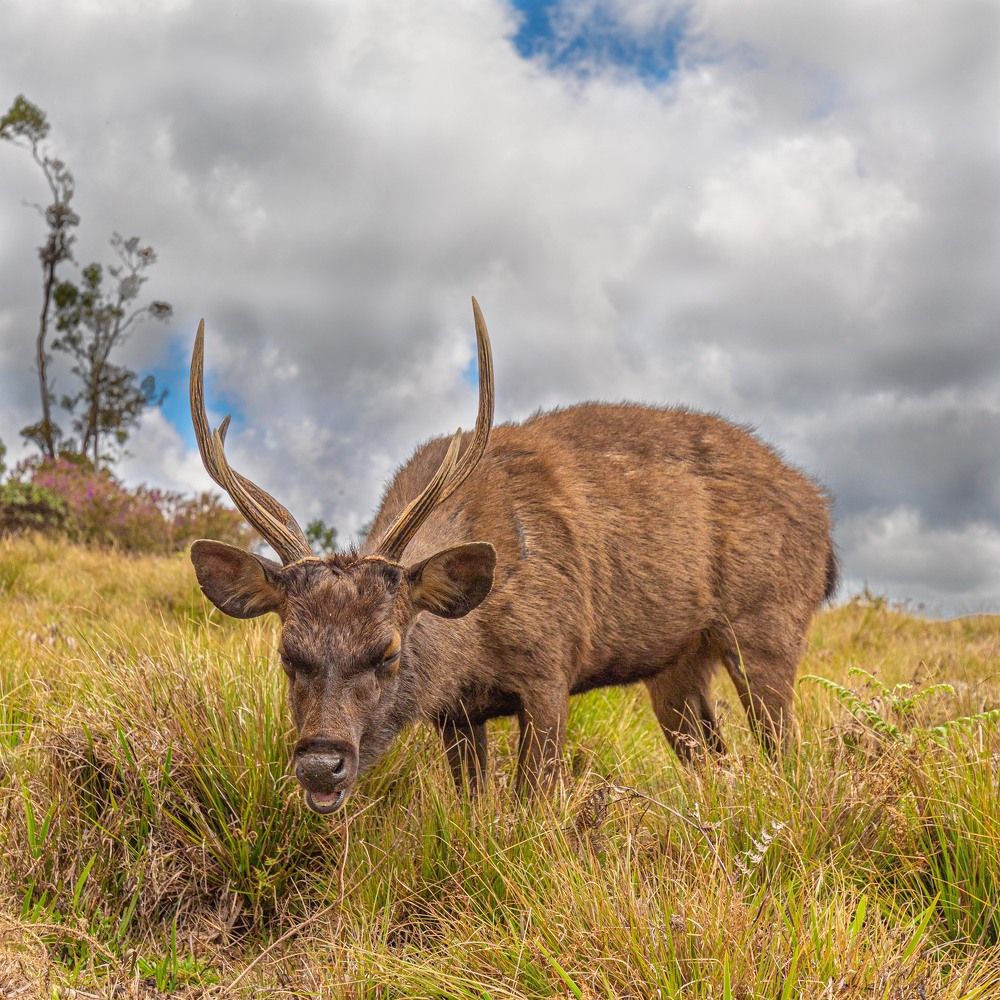 Азиатский олень