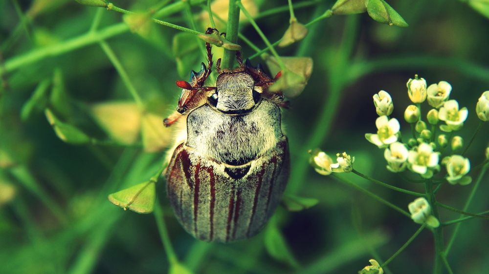 Большой и мощный