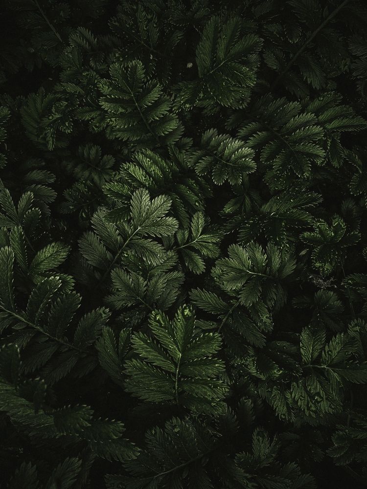 Photograph by Svetlana Karmova