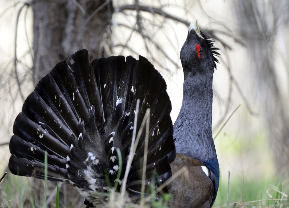 Photograph by Николай Лопан