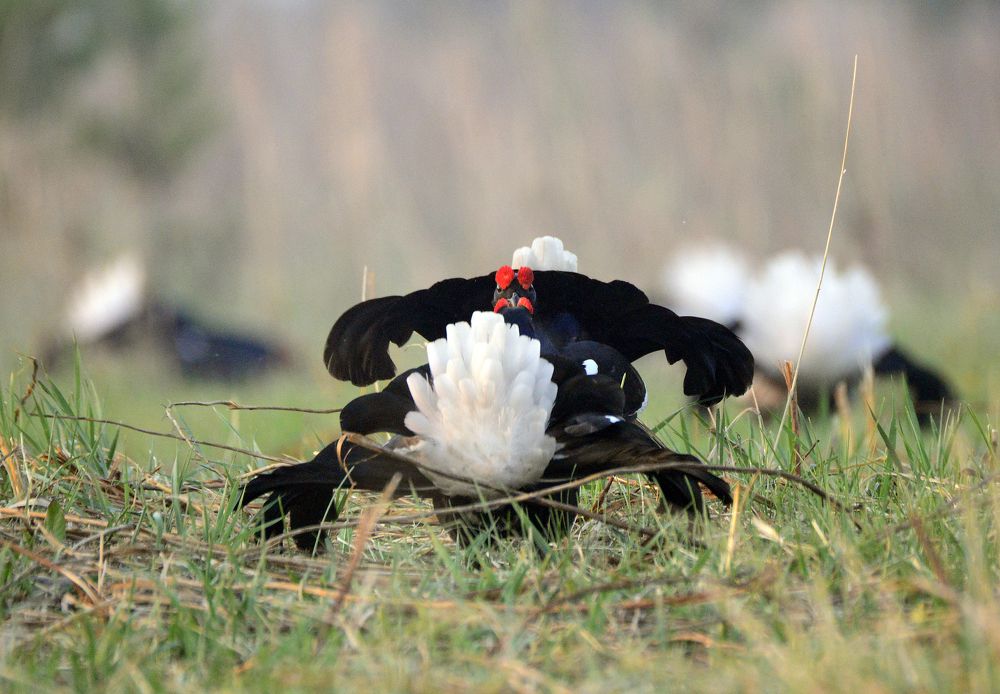 Photograph by Николай Лопан