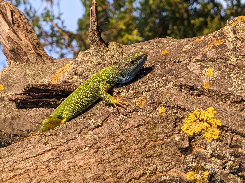 Фотография автора Наталья Синицына