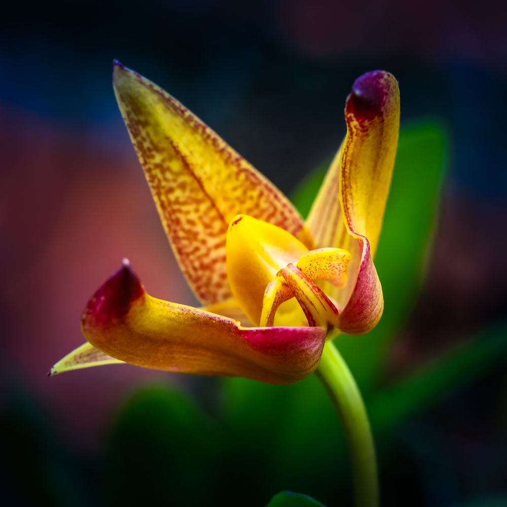 Фотография автора SOO YIT KONG