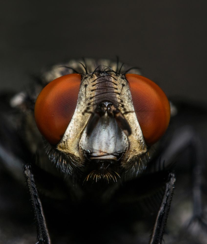 Face to Face with a Flesh fly