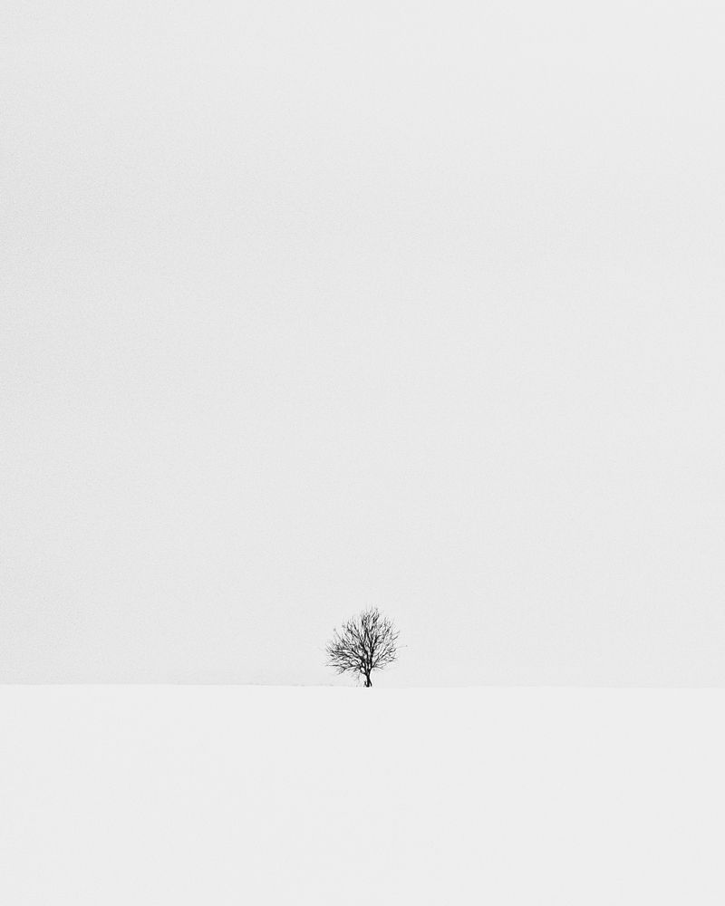 дерево на горизонте