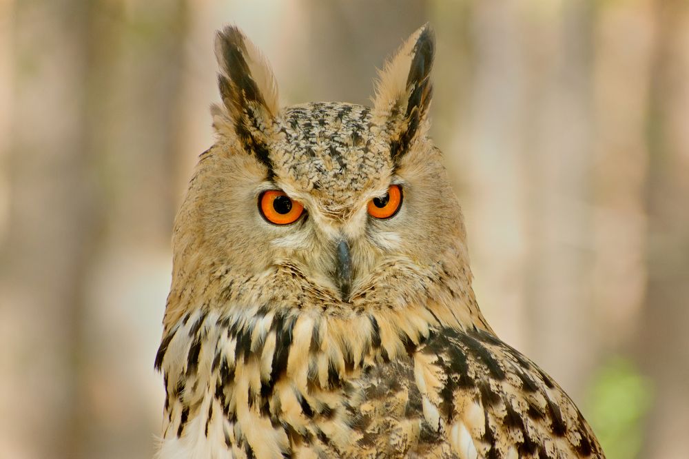 Photograph by Наталья Аржинт