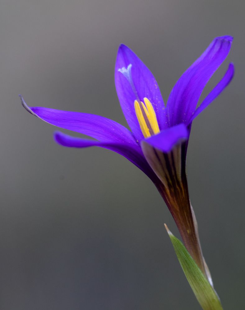 Photograph by Niyazi Nizam