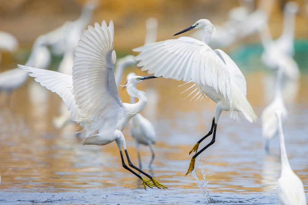 Competition for food